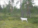 Sweden 2006-07 035
